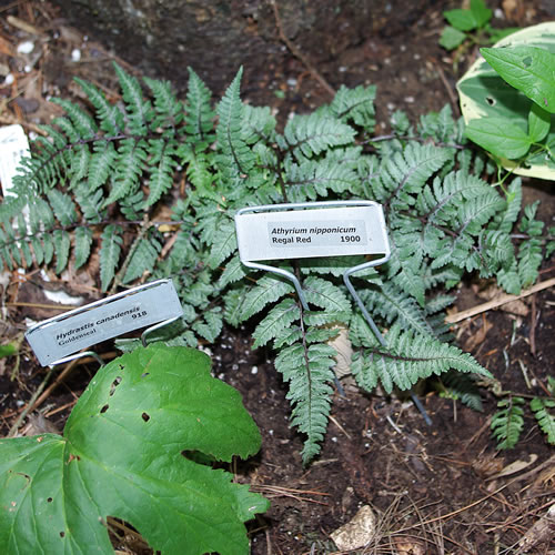 Athyrium nipponicum Regal Red